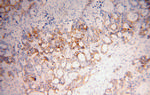 COQ7 Antibody in Immunohistochemistry (Paraffin) (IHC (P))