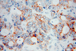 COQ7 Antibody in Immunohistochemistry (Paraffin) (IHC (P))