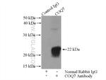 COQ7 Antibody in Immunoprecipitation (IP)