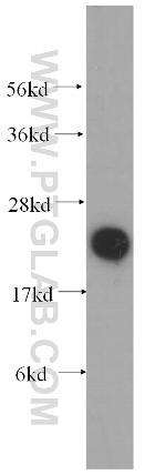 COQ7 Antibody in Western Blot (WB)