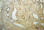 RPS19 Antibody in Immunohistochemistry (Paraffin) (IHC (P))