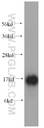 RPS19 Antibody in Western Blot (WB)