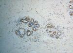 POLR2H Antibody in Immunohistochemistry (Paraffin) (IHC (P))