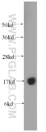 POLR2H Antibody in Western Blot (WB)