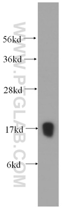 POLR2H Antibody in Western Blot (WB)