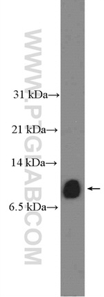 SEC61B Antibody in Western Blot (WB)