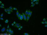 NAGA Antibody in Immunocytochemistry (ICC/IF)