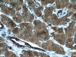 TGM2 Antibody in Immunohistochemistry (Paraffin) (IHC (P))