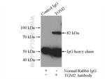 TGM2 Antibody in Immunoprecipitation (IP)