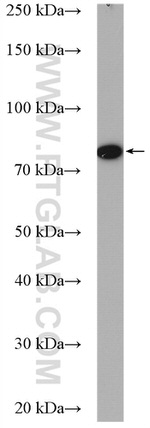 TGM2 Antibody in Western Blot (WB)