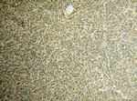 TNIP1 Antibody in Immunohistochemistry (Paraffin) (IHC (P))