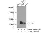 TNIP1 Antibody in Immunoprecipitation (IP)