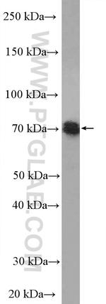 TNIP1 Antibody in Western Blot (WB)