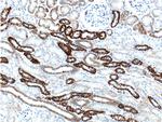 Cadherin-16 Antibody in Immunohistochemistry (Paraffin) (IHC (P))