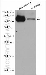 Cadherin-16 Antibody in Western Blot (WB)