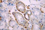 Cadherin-16 Antibody in Immunohistochemistry (Paraffin) (IHC (P))