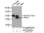 AIPL1 Antibody in Immunoprecipitation (IP)