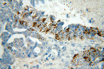 NSDHL Antibody in Immunohistochemistry (Paraffin) (IHC (P))