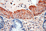 NSDHL Antibody in Immunohistochemistry (Paraffin) (IHC (P))