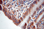 NSDHL Antibody in Immunohistochemistry (Paraffin) (IHC (P))