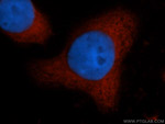 CAPRIN1 Antibody in Immunocytochemistry (ICC/IF)