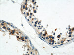 CAPRIN1 Antibody in Immunohistochemistry (Paraffin) (IHC (P))