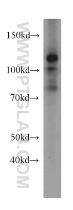 CAPRIN1 Antibody in Western Blot (WB)