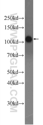 CAPRIN1 Antibody in Western Blot (WB)