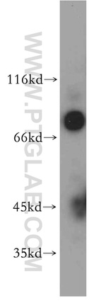 CAPRIN1 Antibody in Western Blot (WB)