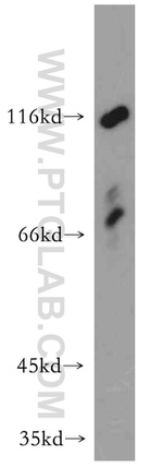 CAPRIN1 Antibody in Western Blot (WB)