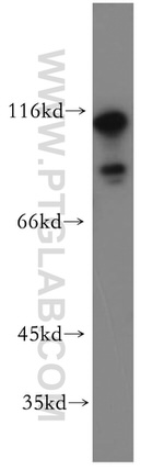 CAPRIN1 Antibody in Western Blot (WB)