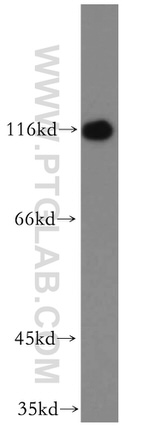 CAPRIN1 Antibody in Western Blot (WB)