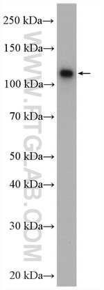 CAPRIN1 Antibody in Western Blot (WB)