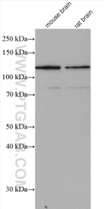 CAPRIN1 Antibody in Western Blot (WB)