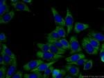 CAPRIN1 Antibody in Immunocytochemistry (ICC/IF)