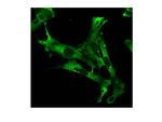 CAPRIN1 Antibody in Immunocytochemistry (ICC/IF)