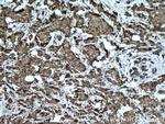 CAPRIN1 Antibody in Immunohistochemistry (Paraffin) (IHC (P))