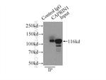 CAPRIN1 Antibody in Immunoprecipitation (IP)