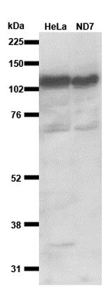 CAPRIN1 Antibody in Western Blot (WB)