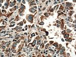 HYAL2 Antibody in Immunohistochemistry (Paraffin) (IHC (P))