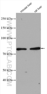 HSD17B4 Antibody in Western Blot (WB)