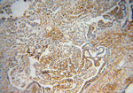 LMOD1 Antibody in Immunohistochemistry (Paraffin) (IHC (P))