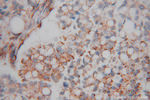 LMOD1 Antibody in Immunohistochemistry (Paraffin) (IHC (P))