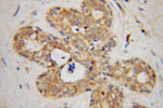 HCCS Antibody in Immunohistochemistry (Paraffin) (IHC (P))