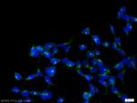 SCAMP2 Antibody in Immunocytochemistry (ICC/IF)