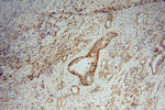 SCAMP2 Antibody in Immunohistochemistry (Paraffin) (IHC (P))