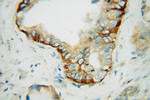 SCAMP2 Antibody in Immunohistochemistry (Paraffin) (IHC (P))