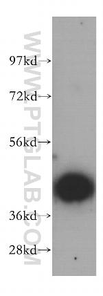 SCAMP2 Antibody in Western Blot (WB)