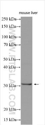 SIRT5 Antibody in Western Blot (WB)