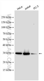 GSTO1 Antibody in Western Blot (WB)